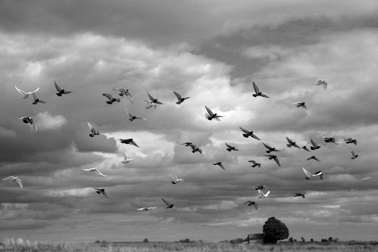 Photo nature oiseaux ciel